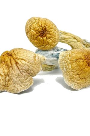 African Transkei Mushroom