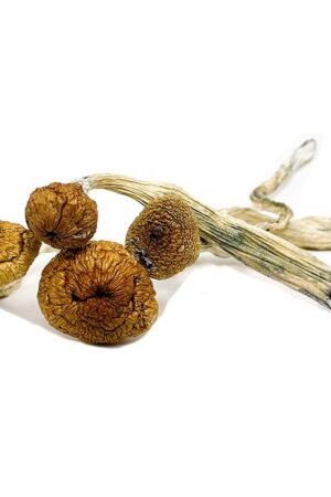 Blue Angels Magic Mushrooms