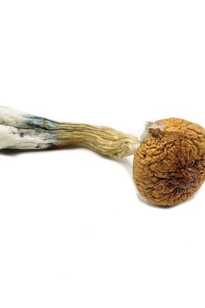 Blue Meanie Magic Mushrooms