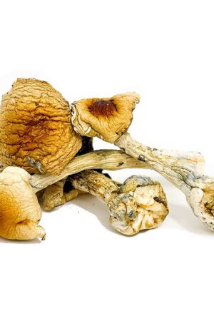 Costa Rican Magic Mushrooms