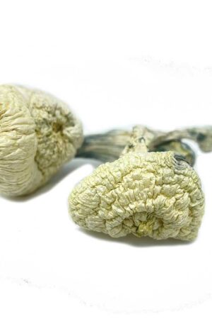 Great White Monster Mushroom