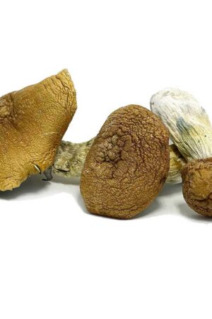 King Kong Magic Mushrooms