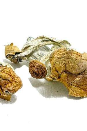 Malabar Coast Magic Mushrooms