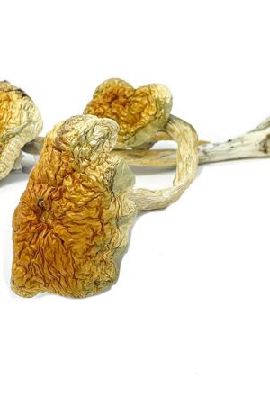 Mckennaii Magic Mushrooms