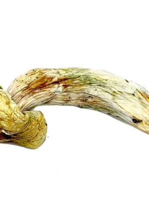 Melmac Magic Mushroom