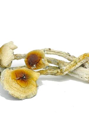 Nepal Chitwan Magic Mushrooms