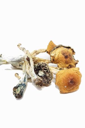 Puerto Rican Magic Mushrooms