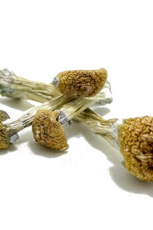 Purple Mystic Magic Mushrooms