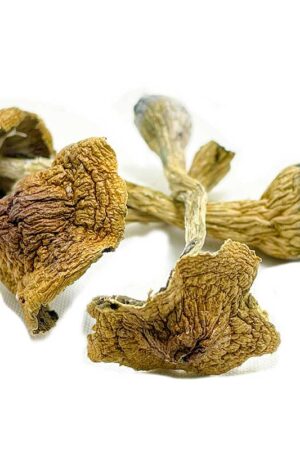 Space Coast Magic Mushrooms