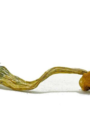 Thai Elephant Dung Magic Mushrooms