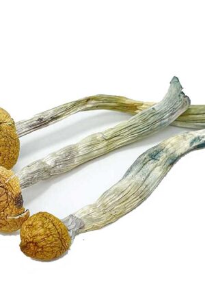 Thai Koh Samui Magic Mushrooms