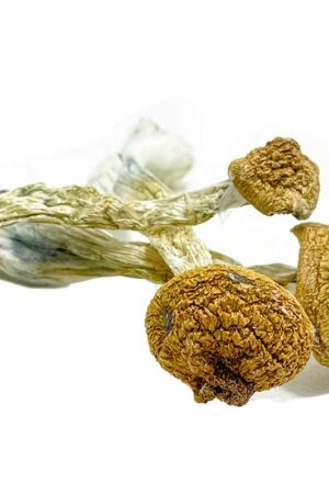 Trans Envy Magic Mushrooms