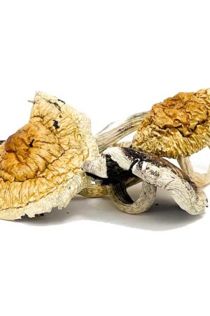 Z Strain Magic Mushrooms